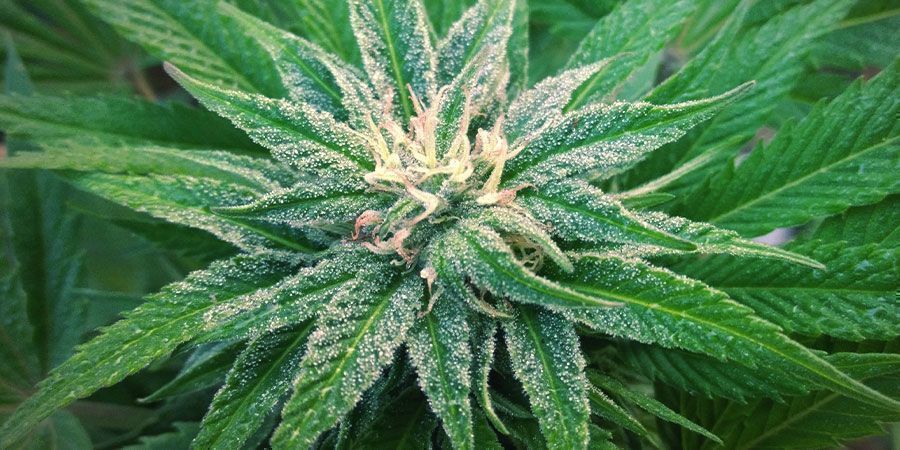 White Widow Sortenrezension Und Informationen Zamnesia